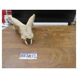 LOT DM 52 BOTTOM JAW OF WILD BOAR