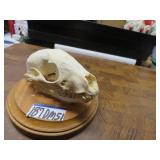 LOT DM 51  RACCOON SKULL