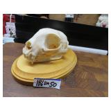 LOT DM 50 SKULL BOB CAT