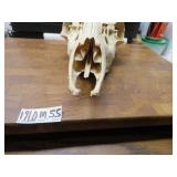 LOT DM 55 DEER SKULL