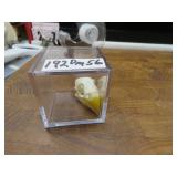 LOT DM 56 SKULL PARRIOT