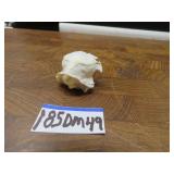 LOT DM  49 SKULL  SQUIRREL48