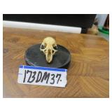 LOT DM 37  SKELETON SMALL FOX