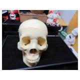 DM 87 ANATONY HUMAN SKULL MODEL