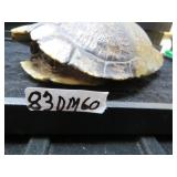 LOT DM 60 SHELL  OF YELLOW BELLY TURTTLE