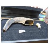 LOT DM 8 SKULL OF TURTLE &  RAM HORN