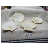 LOT K3 # 3 8 PCS. NATURAL SCLLOP SHELLS BAKING
