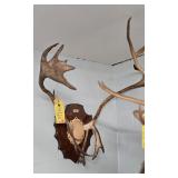 CARIBOU RACK - 35"