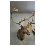 CARIBOU MOUNT - 43"