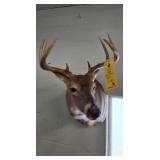 WHITETAIL BUCK - 8 POINT - 14" OD