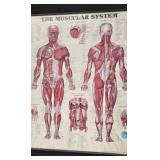 (2) ANATOMICAL POSTERS