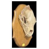 Black Bear Skull on wooden plaque