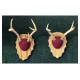 Lot: 2 sets of Whitetail Antlers on wooden plaque