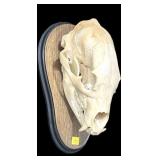 Black Bear Skull on wooden plaque