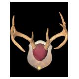 8-point Whitetail Rack on wooden plaque