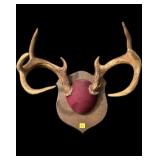 8-point Whitetail Rack on wooden plaque