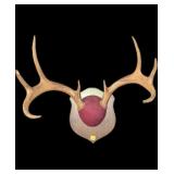 8-point Whitetail Rack on wooden plaque