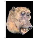 Early Trophy Baboon Head