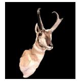 Trophy Antelope mount