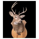 Whitetail 6 pt. Mount on wooden plaque