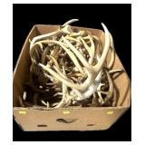 Large Lot of Whitetail Antlers