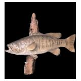 Small Mouth Bass Mount on drift wood, overall