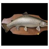 Trout Mount on wooden plaque, overall length 34"