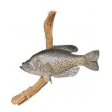 Black Crappie Mount on driftwood, overall length