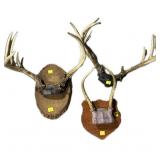 Lot: 3 Antlers, includes 2 on wooden plaques