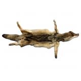 Coyote tanned pelt, approx. 70" nose to tail