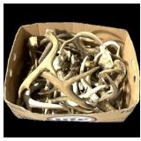 Lot: Whitetail Deer Antlers