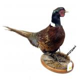 Trophy Pheasant Mount on base, 17" H. x 30" L.
