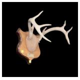 Antlers on wooden plaque