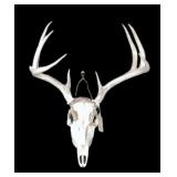8-point whitetail European mount