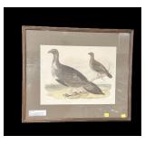 Alexander Wilson hand colored engraving, framed,