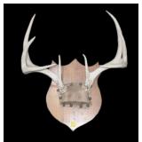 Antlers on wooden plaque