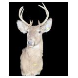 Trophy 8 Pt. White Tail Deer Mount
