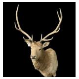 6x6 Trophy Elk Mount
