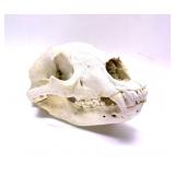 Black Bear Skull