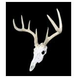 8 Point Whitetail European Skull Mount