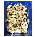 Lot: Plastic bin full of Whitetail antlers
