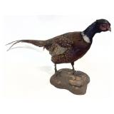 Trophy Pheasant full mount