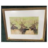 Wapiti (or Elk) Framed photo, frame size: