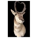 Pronghorn Antelope Trophy Mount