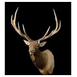 6x6 Trophy Elk Mount
