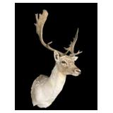Trophy Fallow Deer Mount
