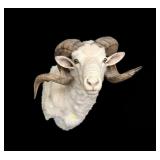 Texas Dall Sheep Trophy Mount