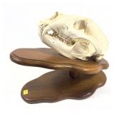 Black bear skull on wooden plaque