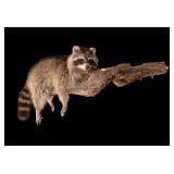 Raccoon Full Body mount on tree branch,