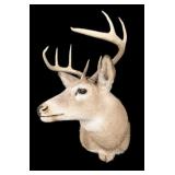 Trophy 8 Pt. White tail mount